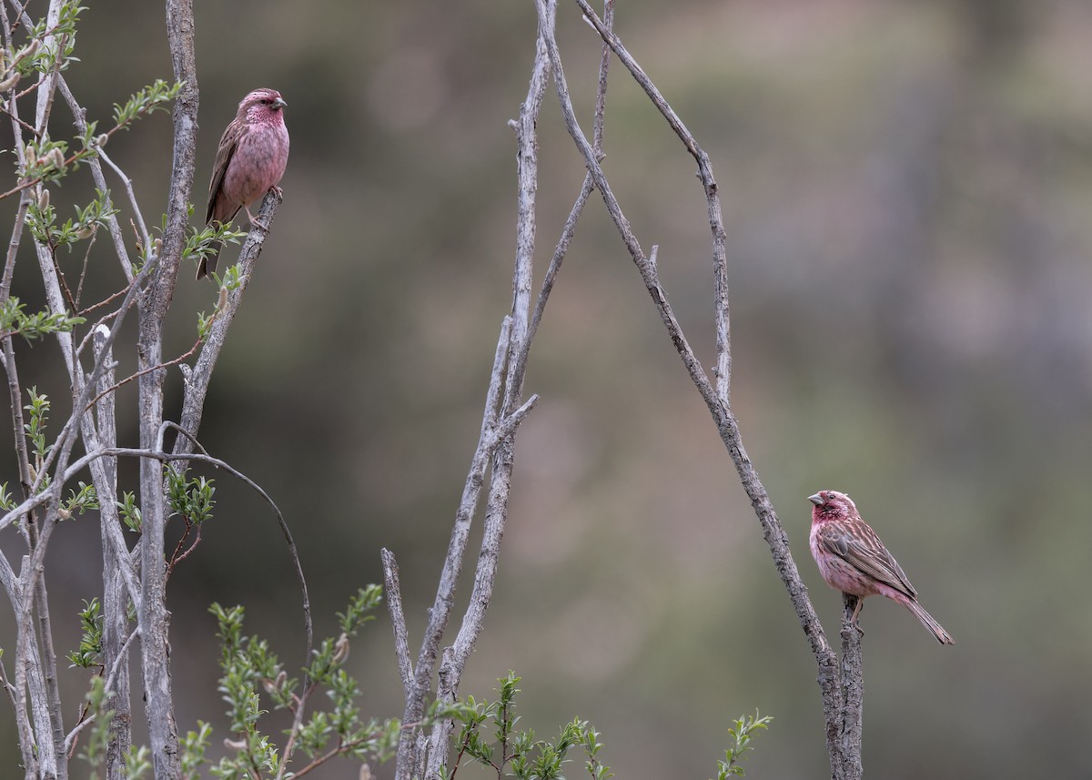 Pink-rumped Rosefinch - ML621804546