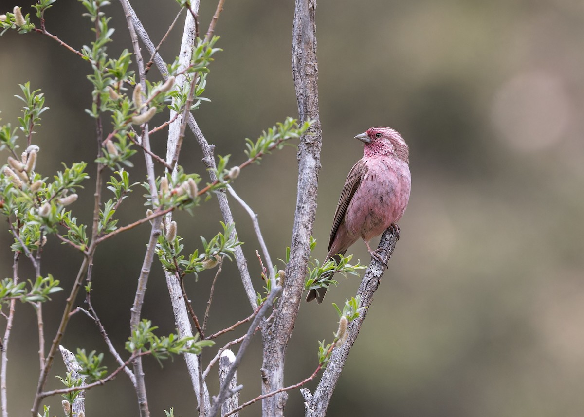 Pink-rumped Rosefinch - ML621804561