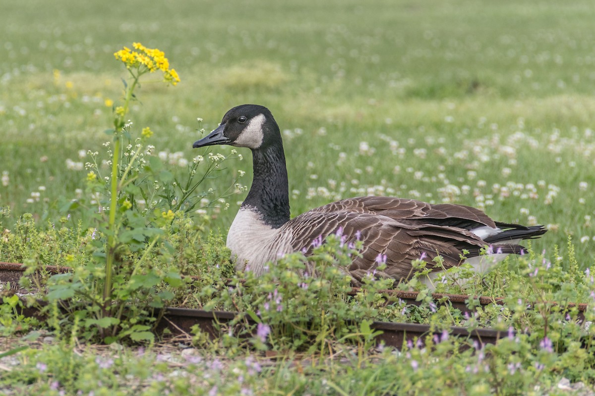 Canada Goose - ML621804590