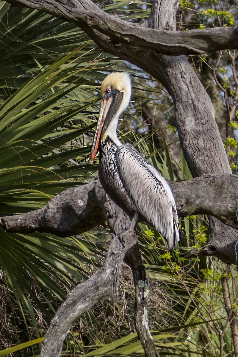 Brown Pelican - ML621804591