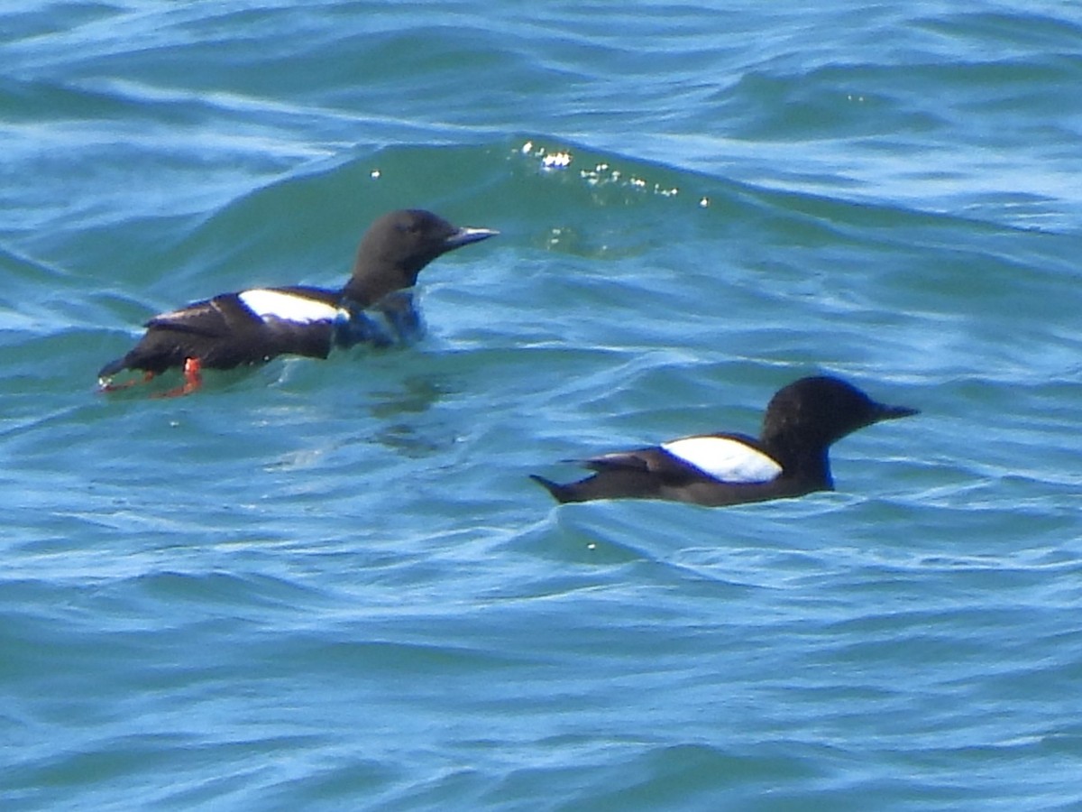 Black Guillemot (grylle Group) - ML621804603