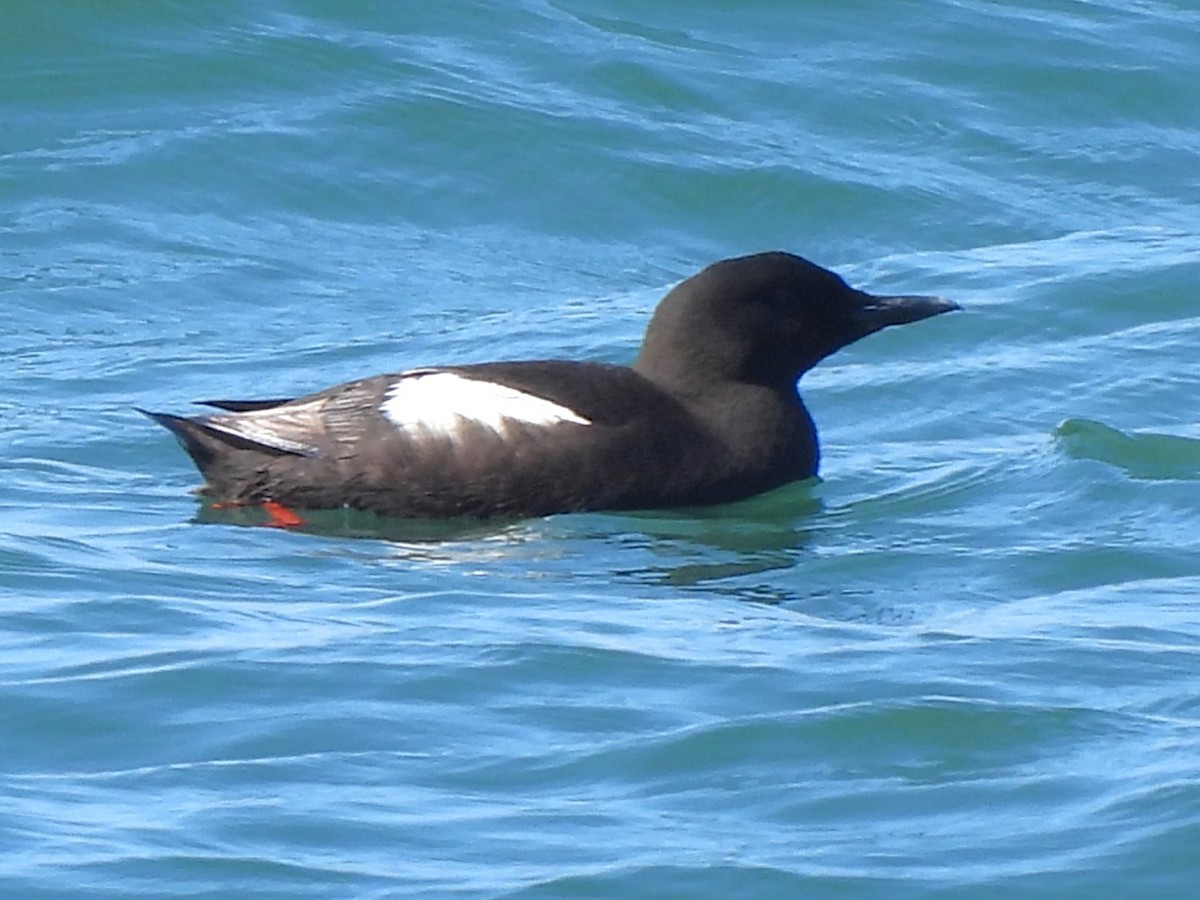 Black Guillemot (grylle Group) - ML621804604