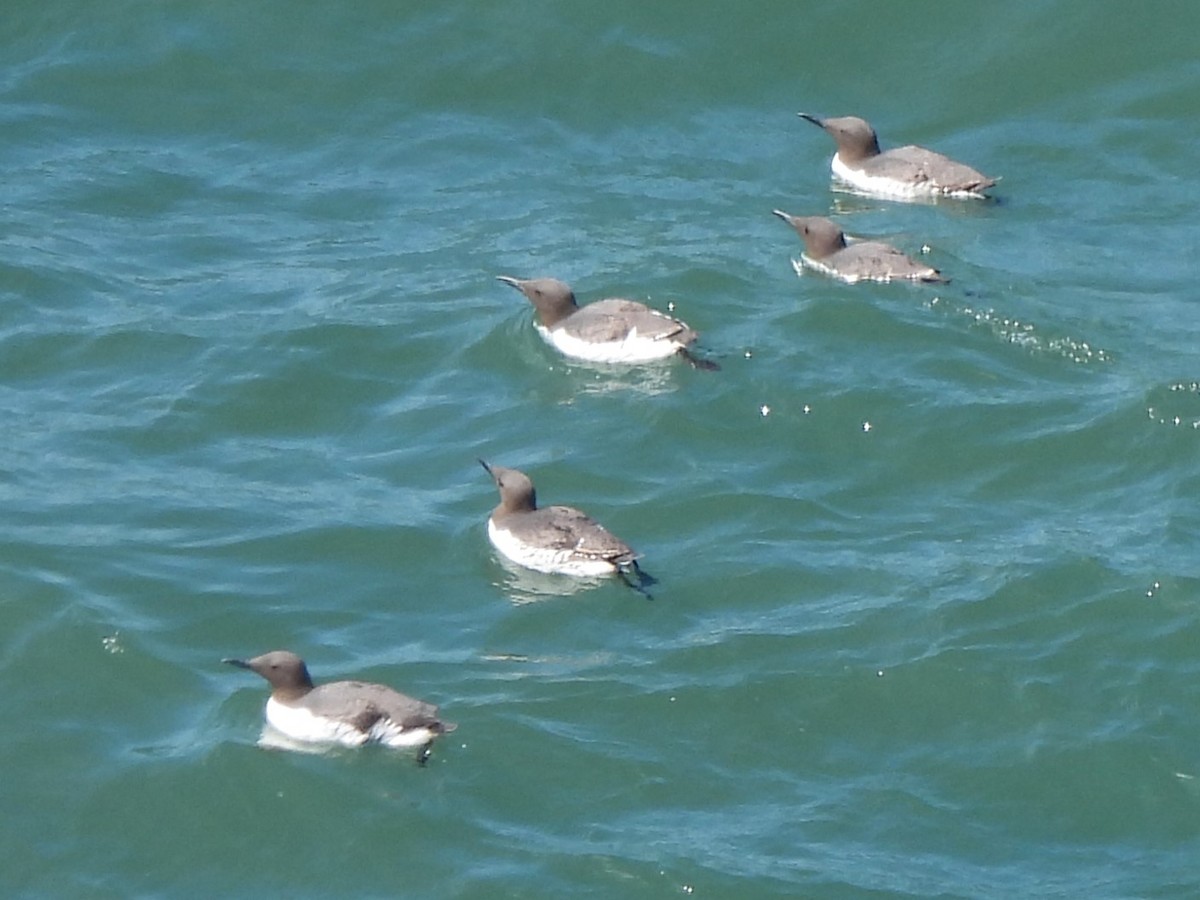 Common Murre - Stephen Taylor