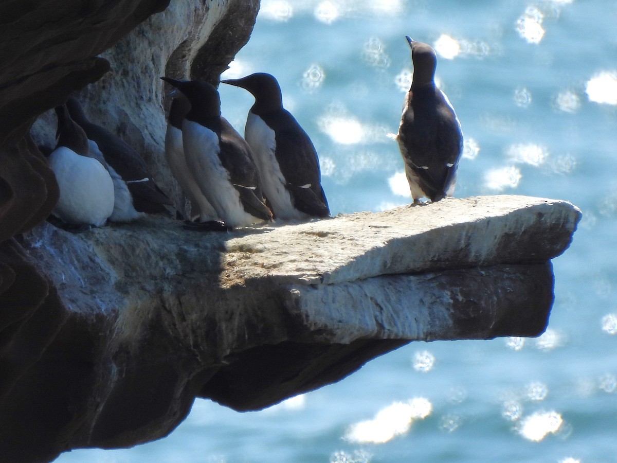 Common Murre - ML621804608