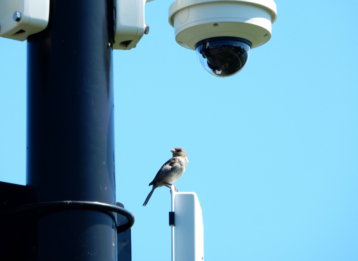 House Sparrow - ML621804609