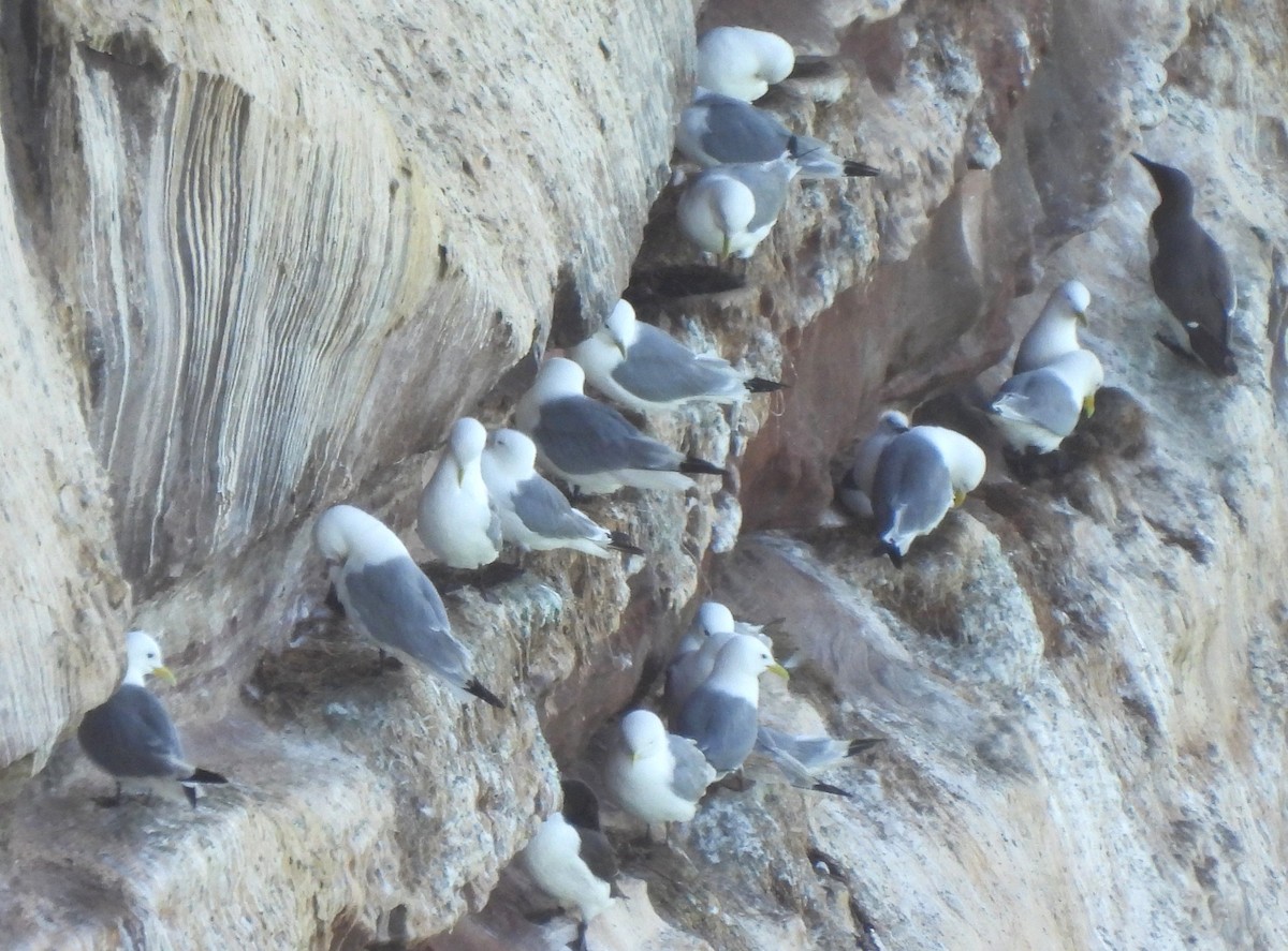 Black-legged Kittiwake (tridactyla) - ML621804610