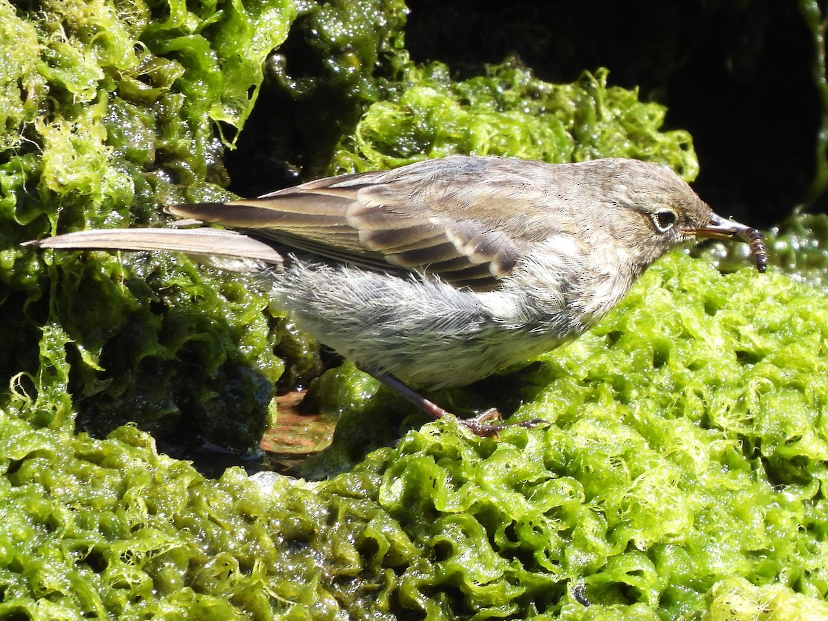 Rock Pipit - ML621804615