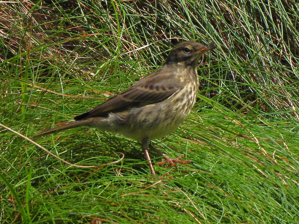 Rock Pipit - ML621804616