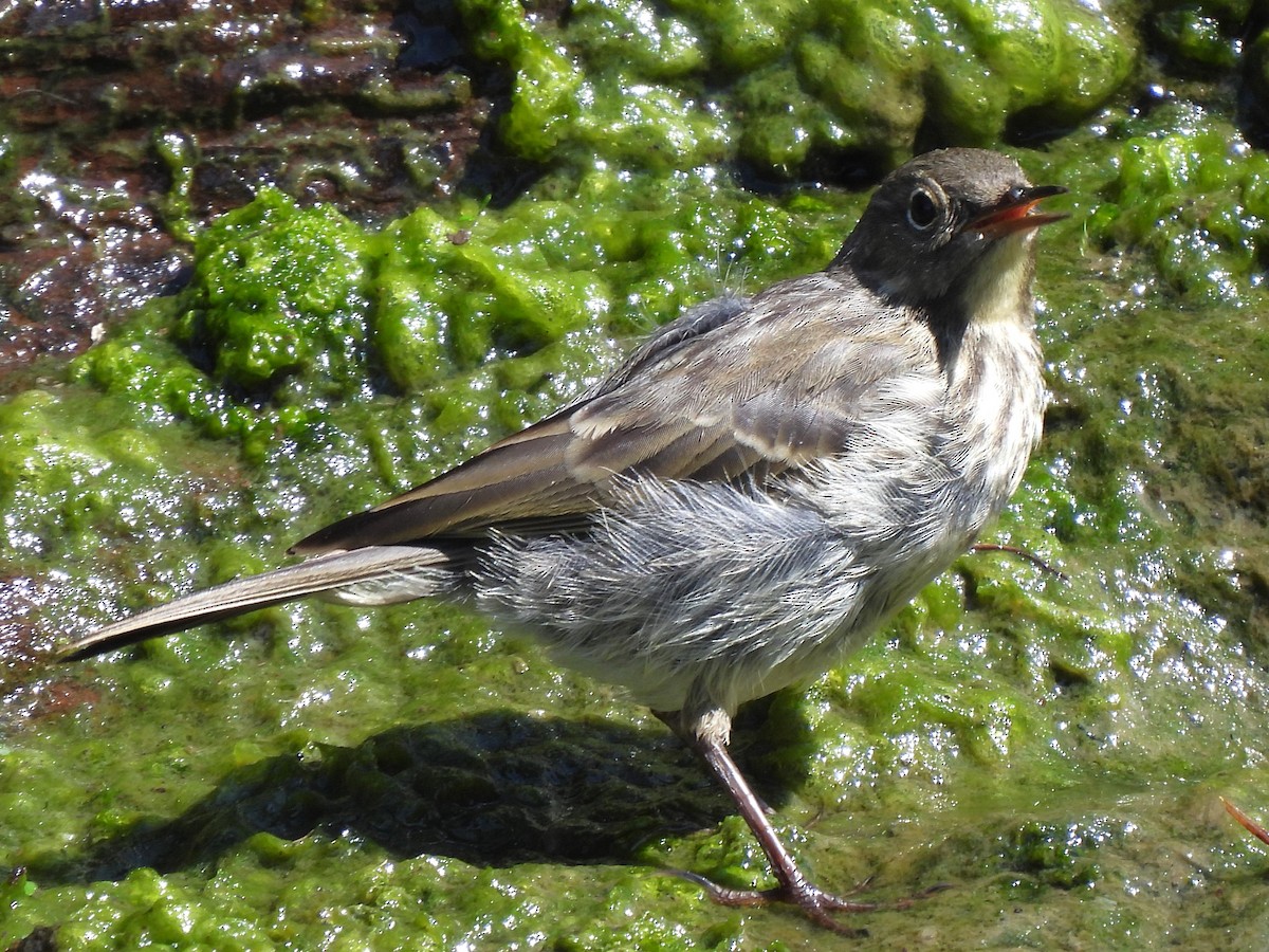 Rock Pipit - Stephen Taylor