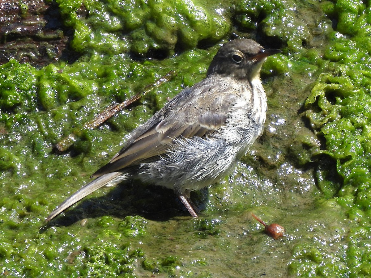 Rock Pipit - ML621804619