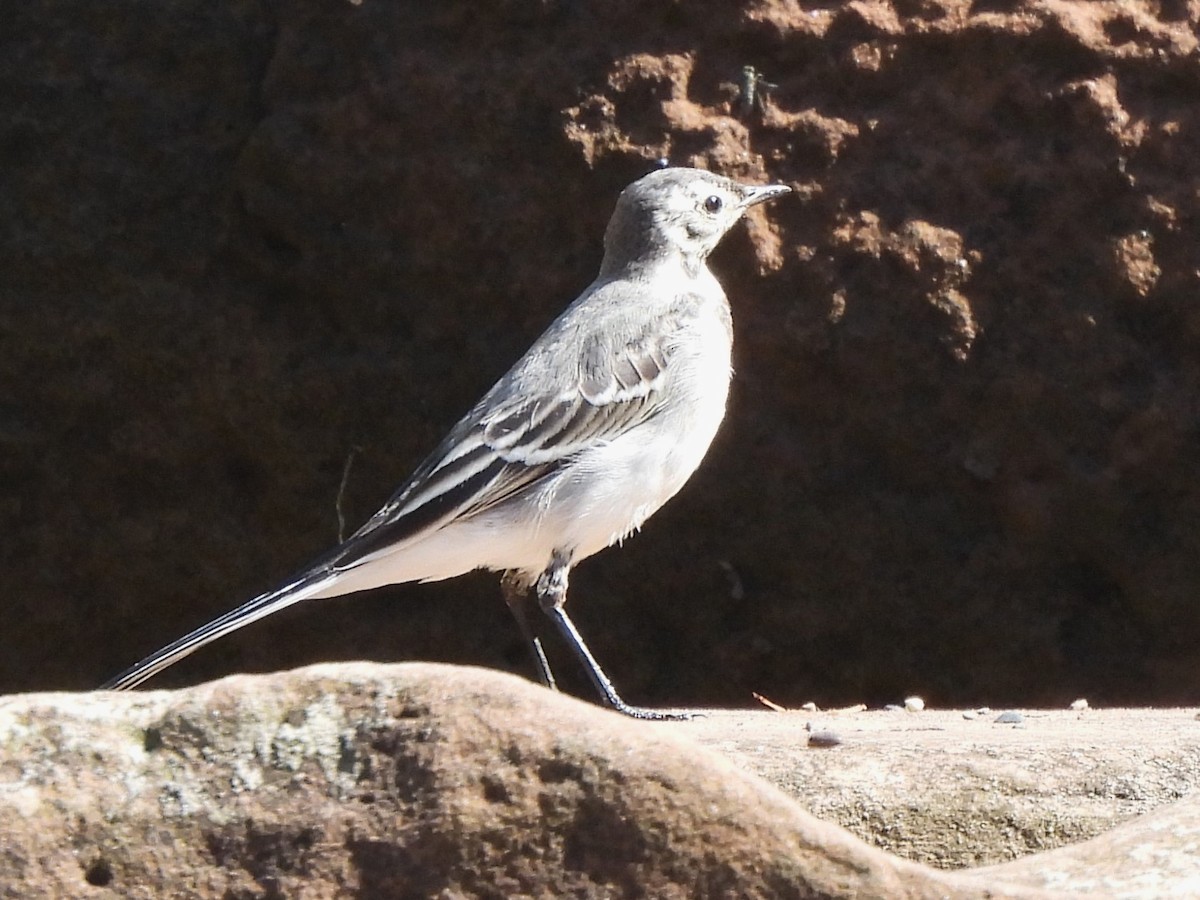 White Wagtail (British) - ML621804621