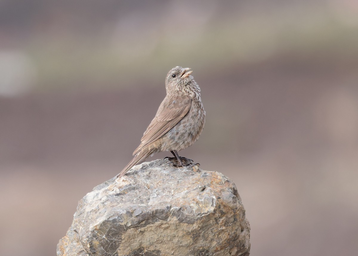 Red-fronted Rosefinch - ML621804696