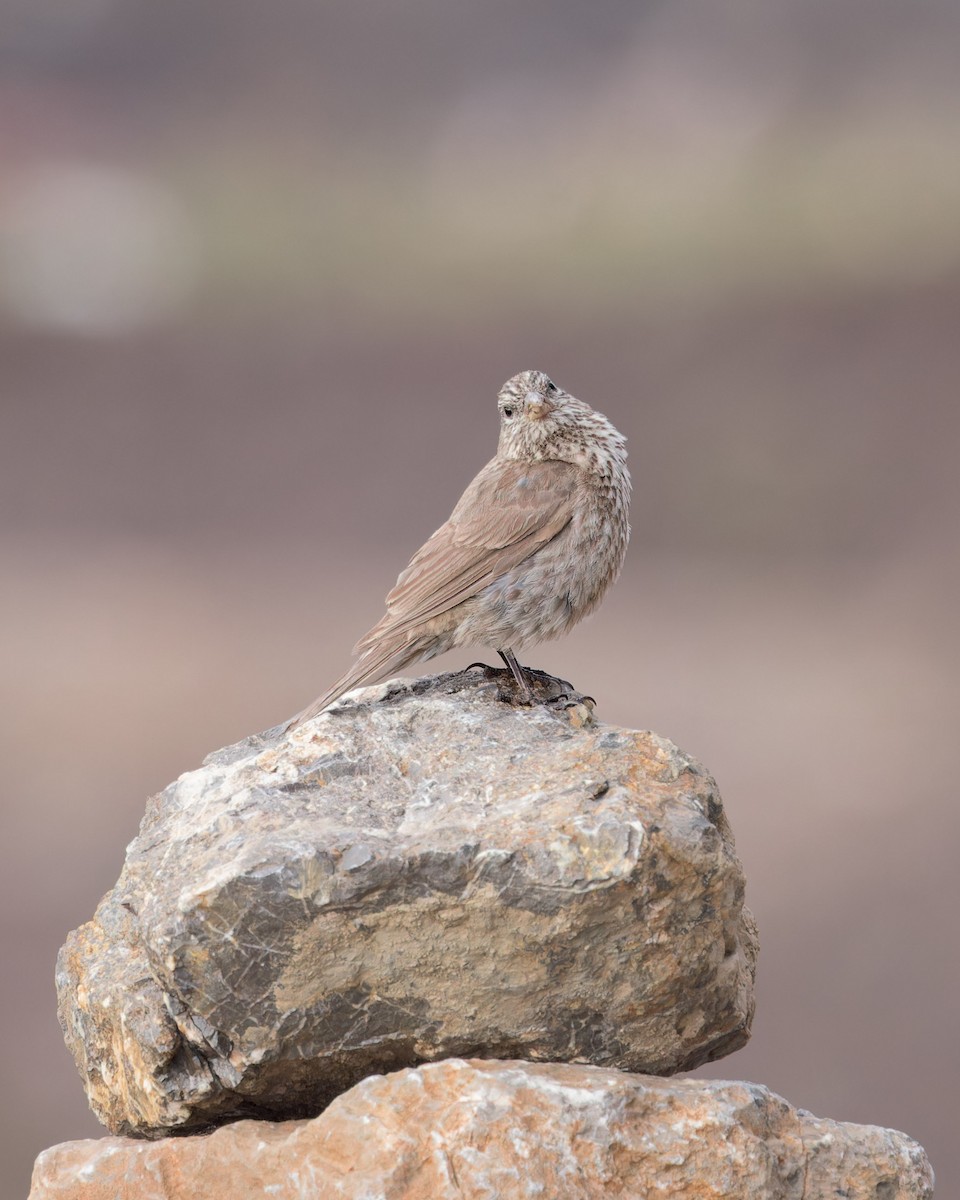 Red-fronted Rosefinch - ML621804698