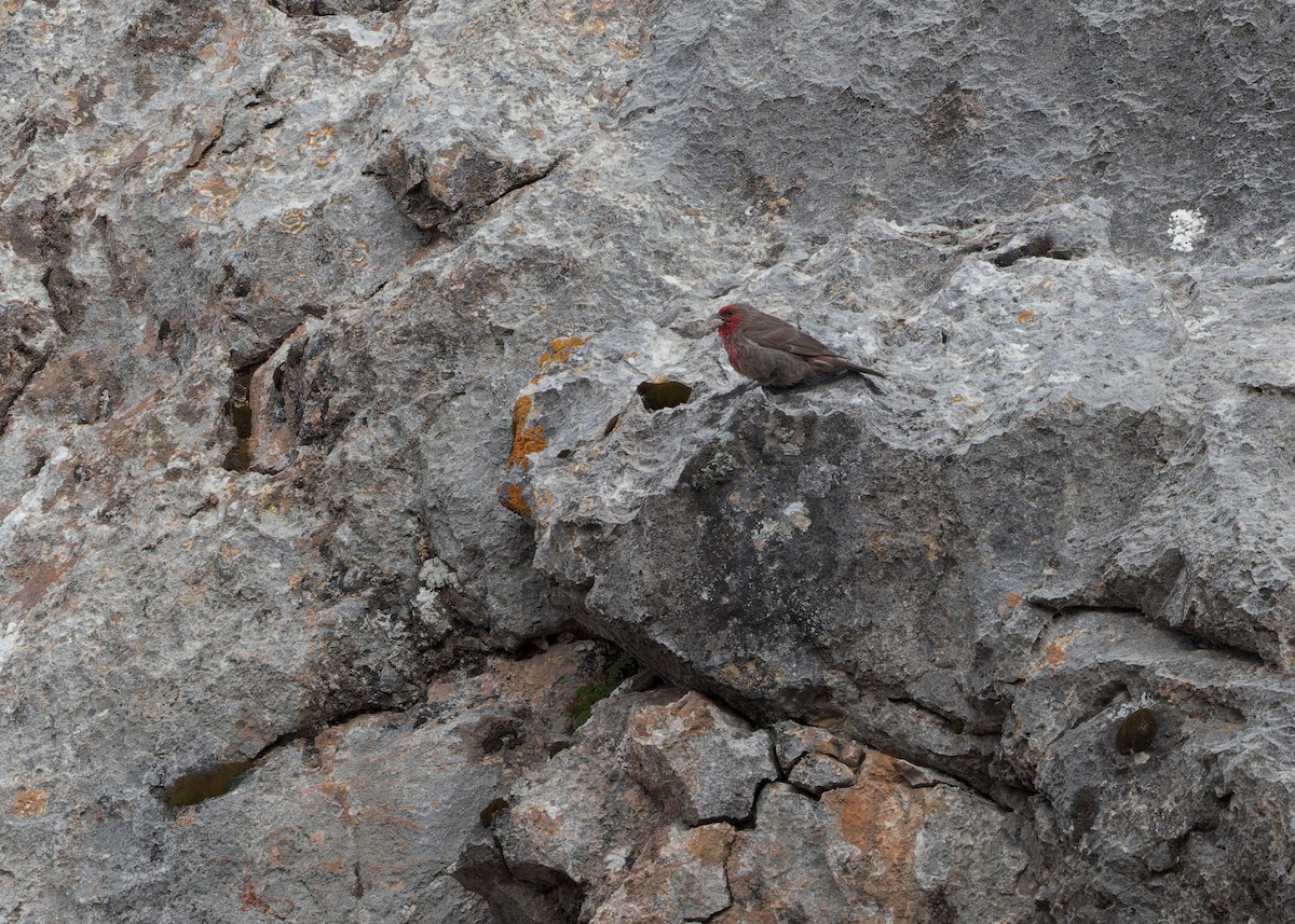 Red-fronted Rosefinch - ML621804700