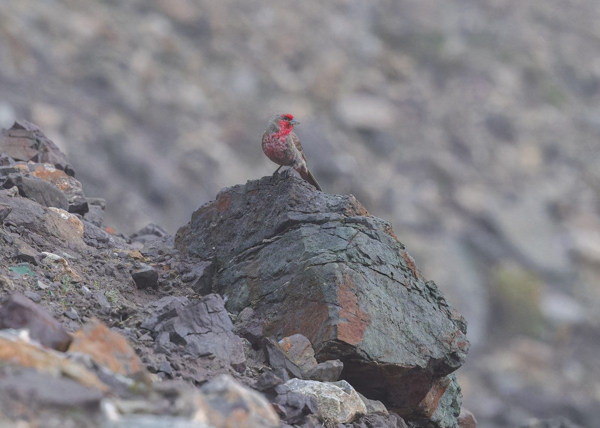 Red-fronted Rosefinch - ML621804701