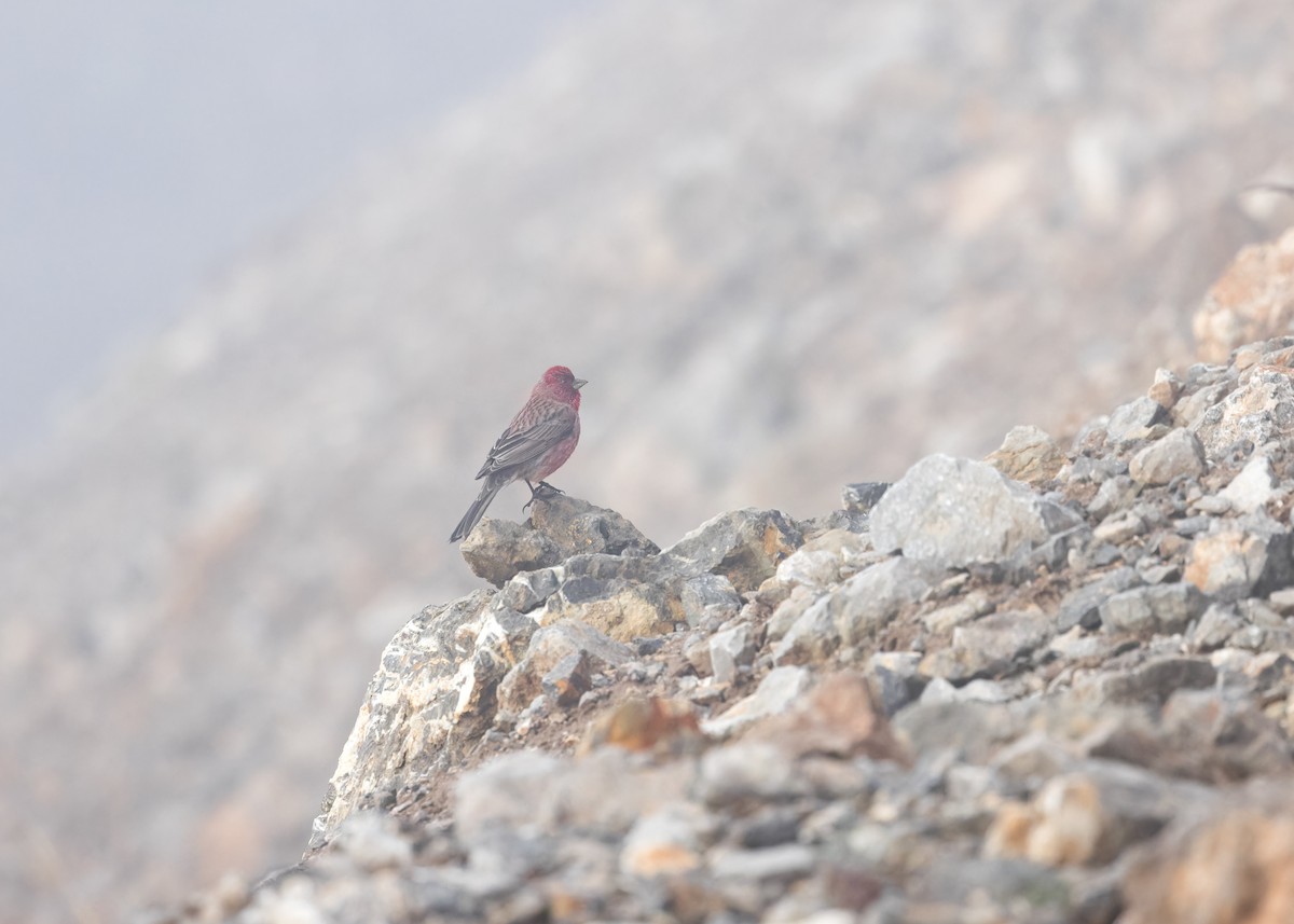 Red-fronted Rosefinch - ML621804702