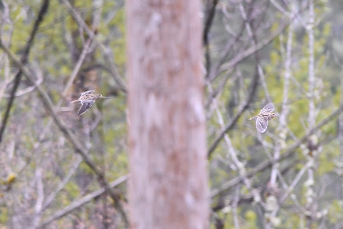 Wilson's Snipe - ML62180471