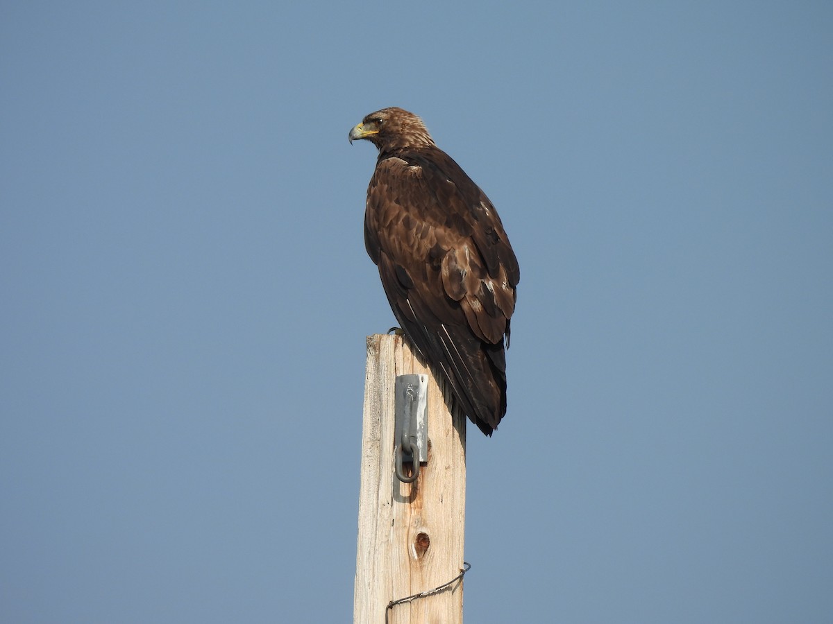 Golden Eagle - Carol Bell