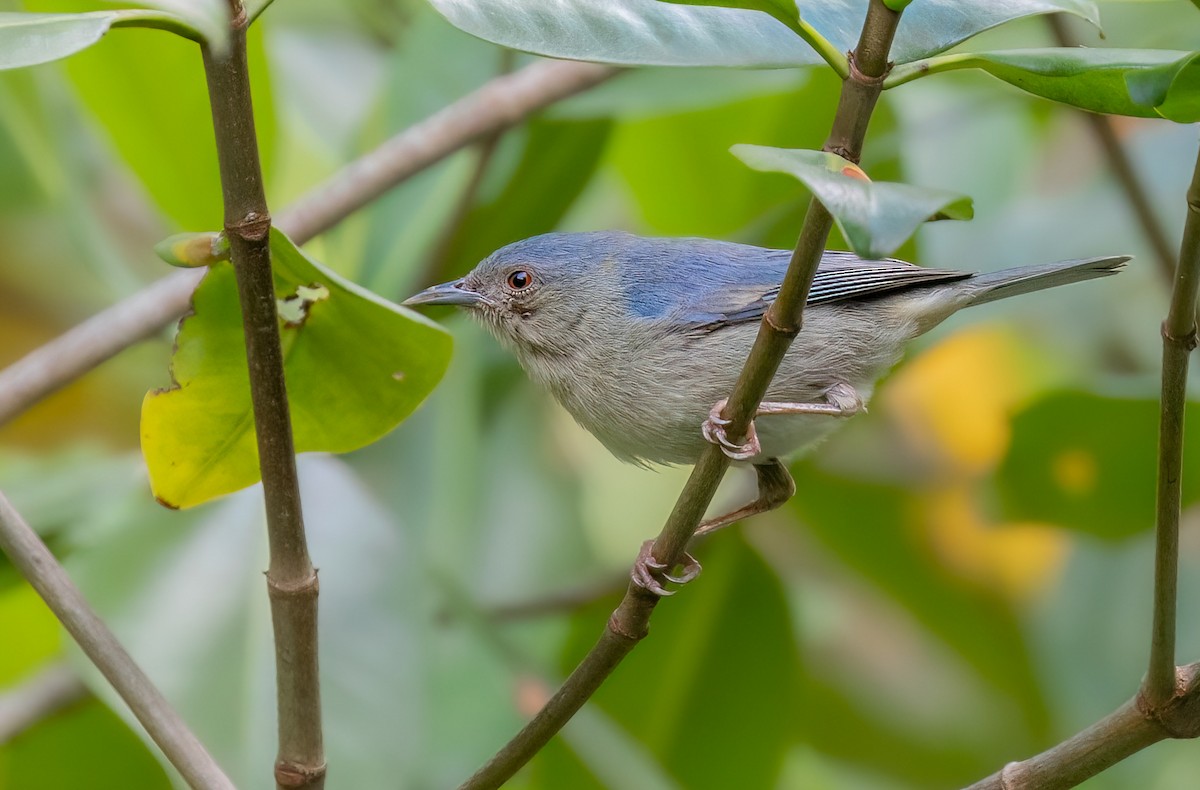 Bicolored Conebill - ML621804713