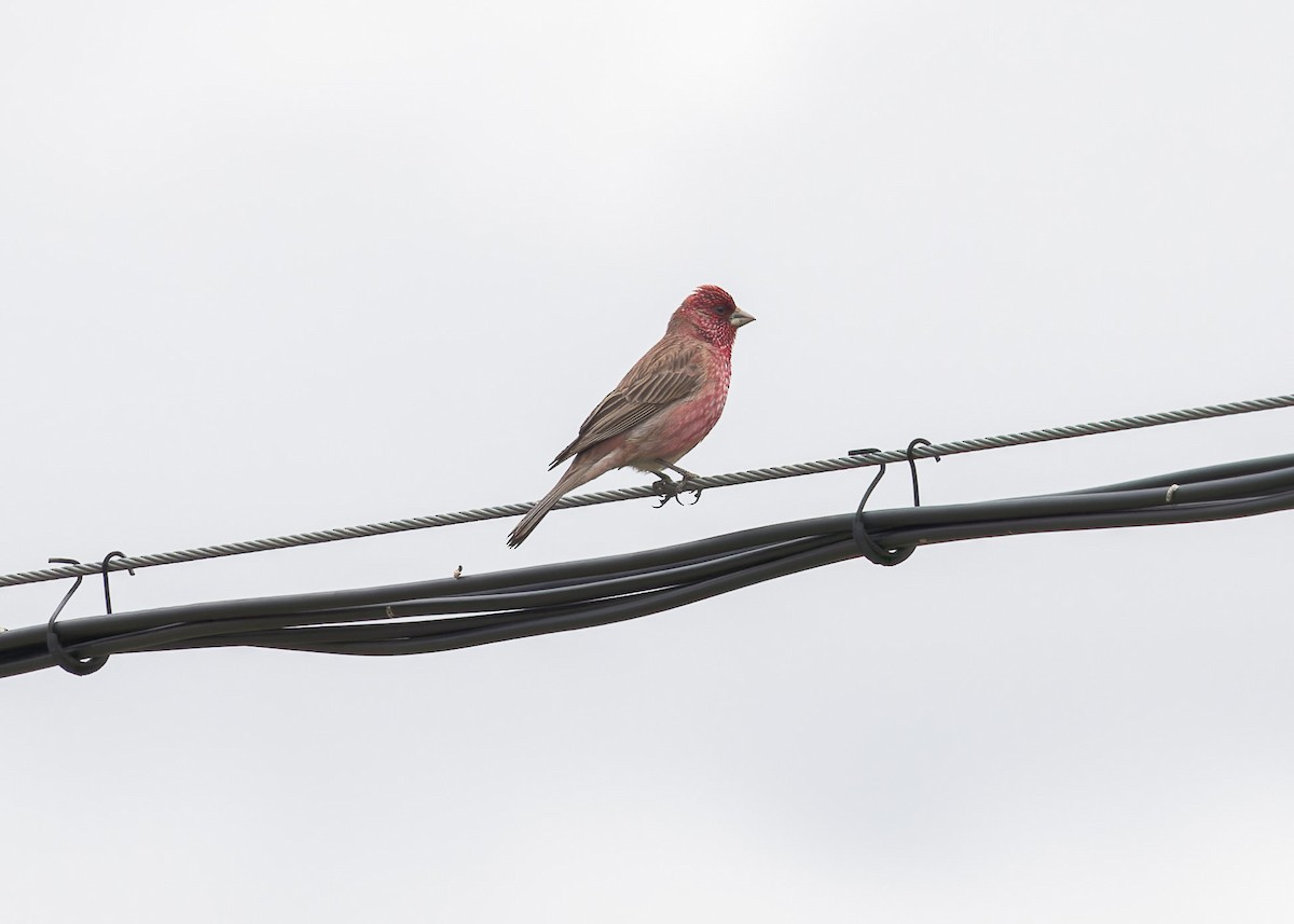 Streaked Rosefinch - ML621804752