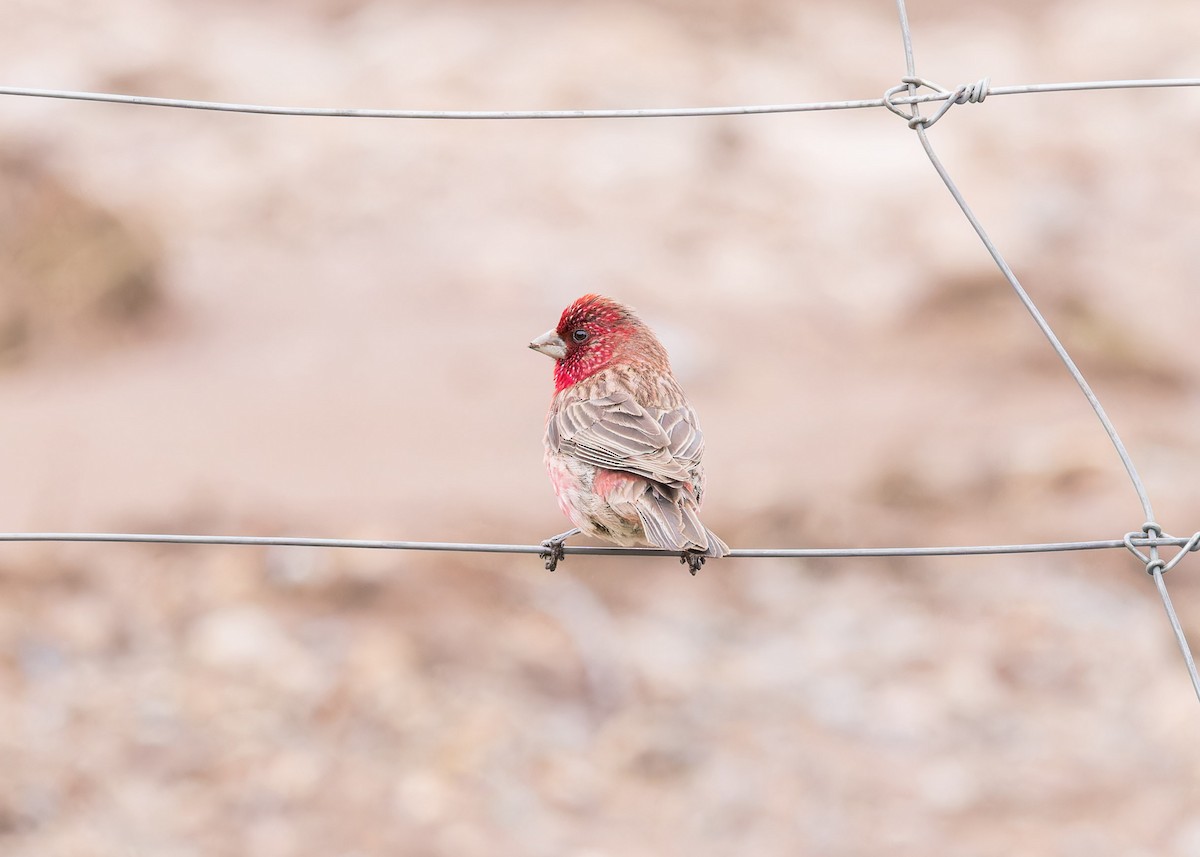 Streaked Rosefinch - ML621804753