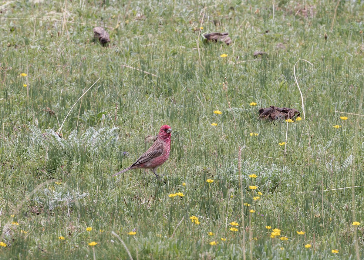 Streaked Rosefinch - ML621804754