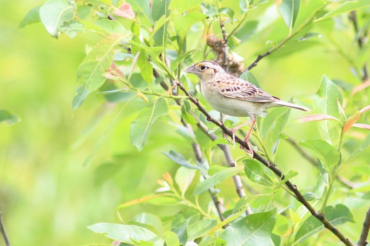 Grasshopper Sparrow - ML621804784