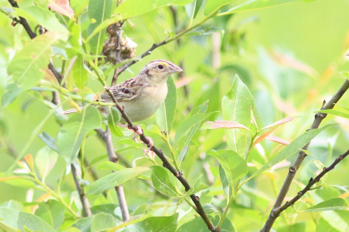 Grasshopper Sparrow - ML621804786