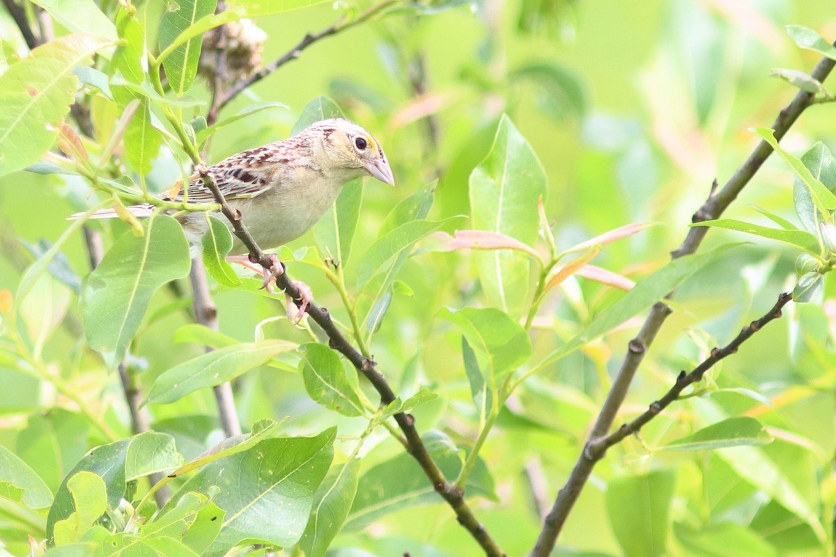 Grasshopper Sparrow - ML621804788