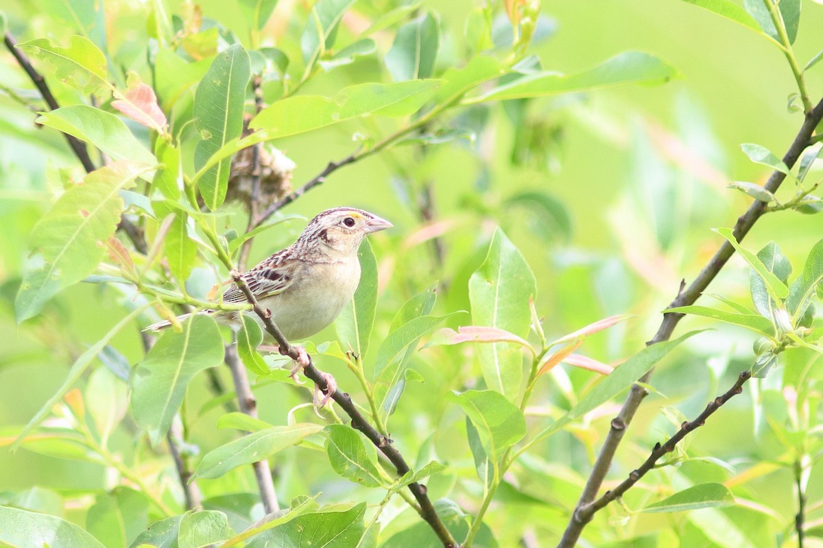 Grasshopper Sparrow - ML621804791