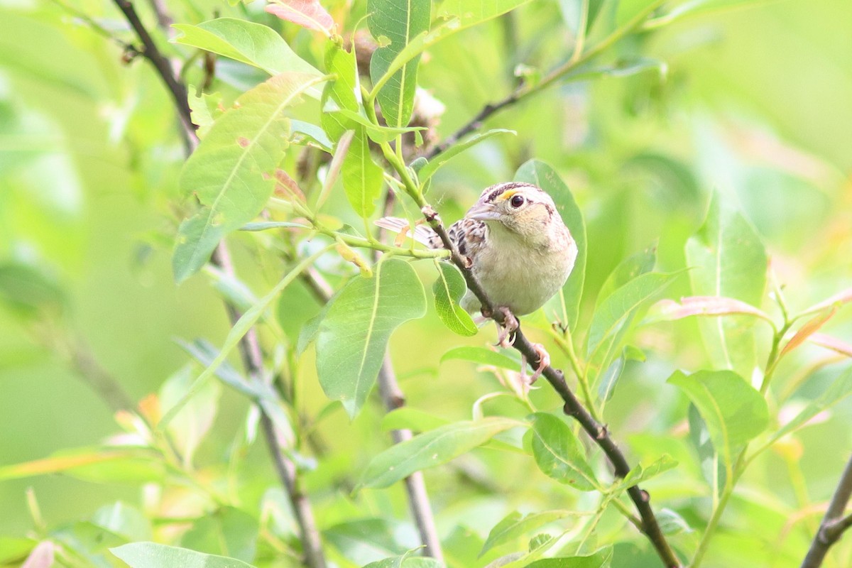 Grasshopper Sparrow - ML621804793