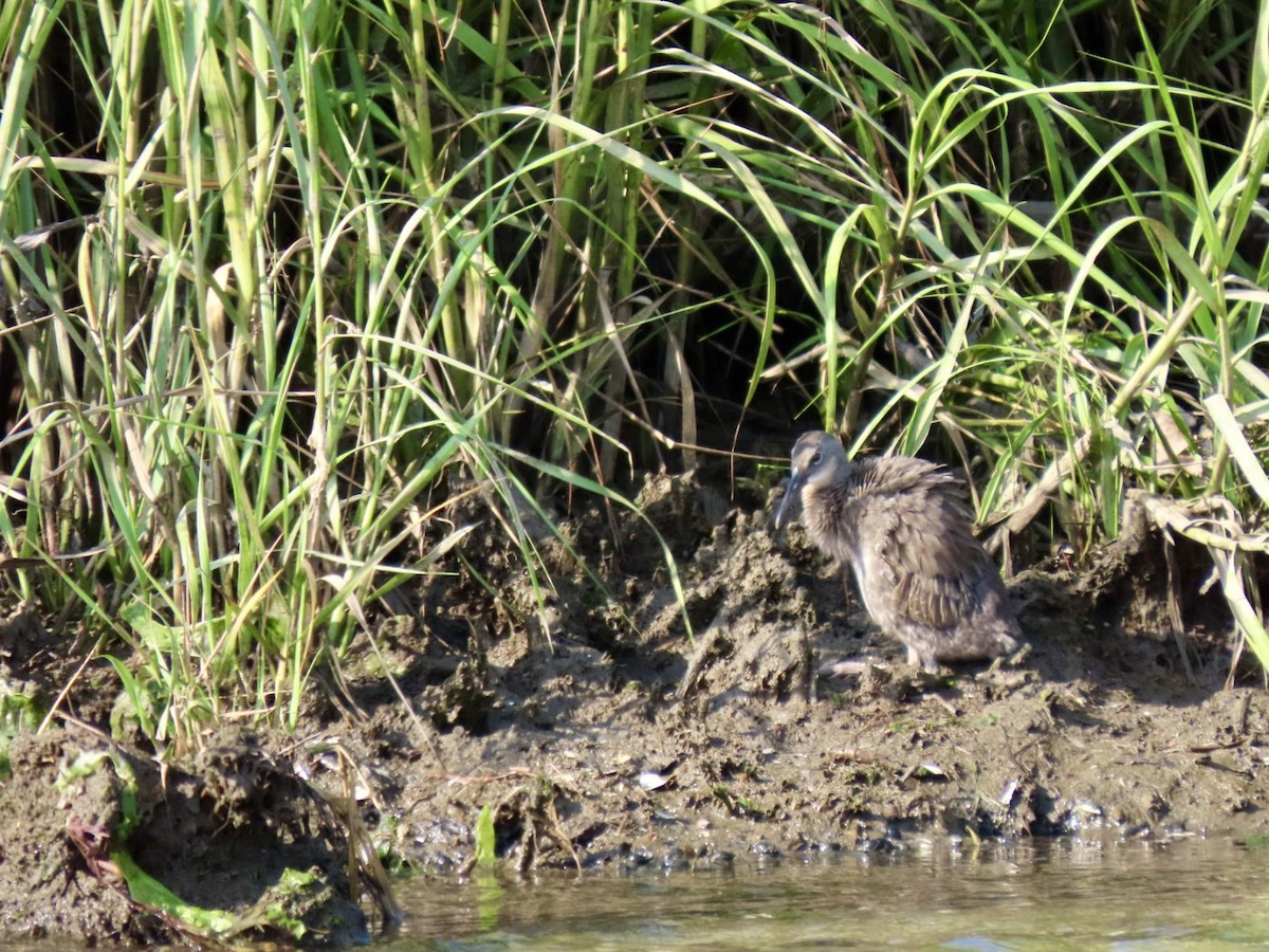 Clapper Rail - ML621804809