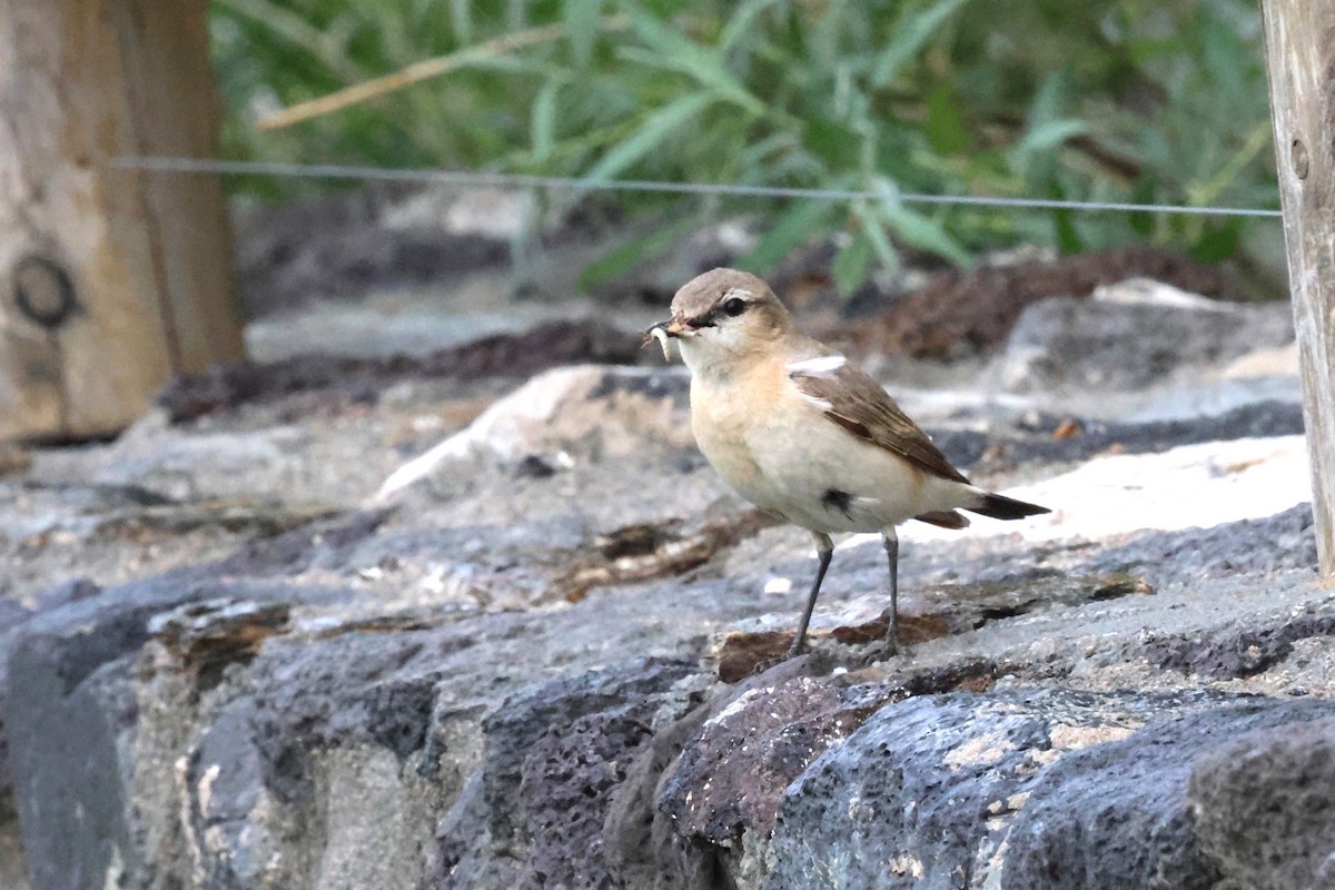 eBird Checklist - 12 Jun 2024 - 蒙古國--Munkh Tenger Ger Camp - 12 species