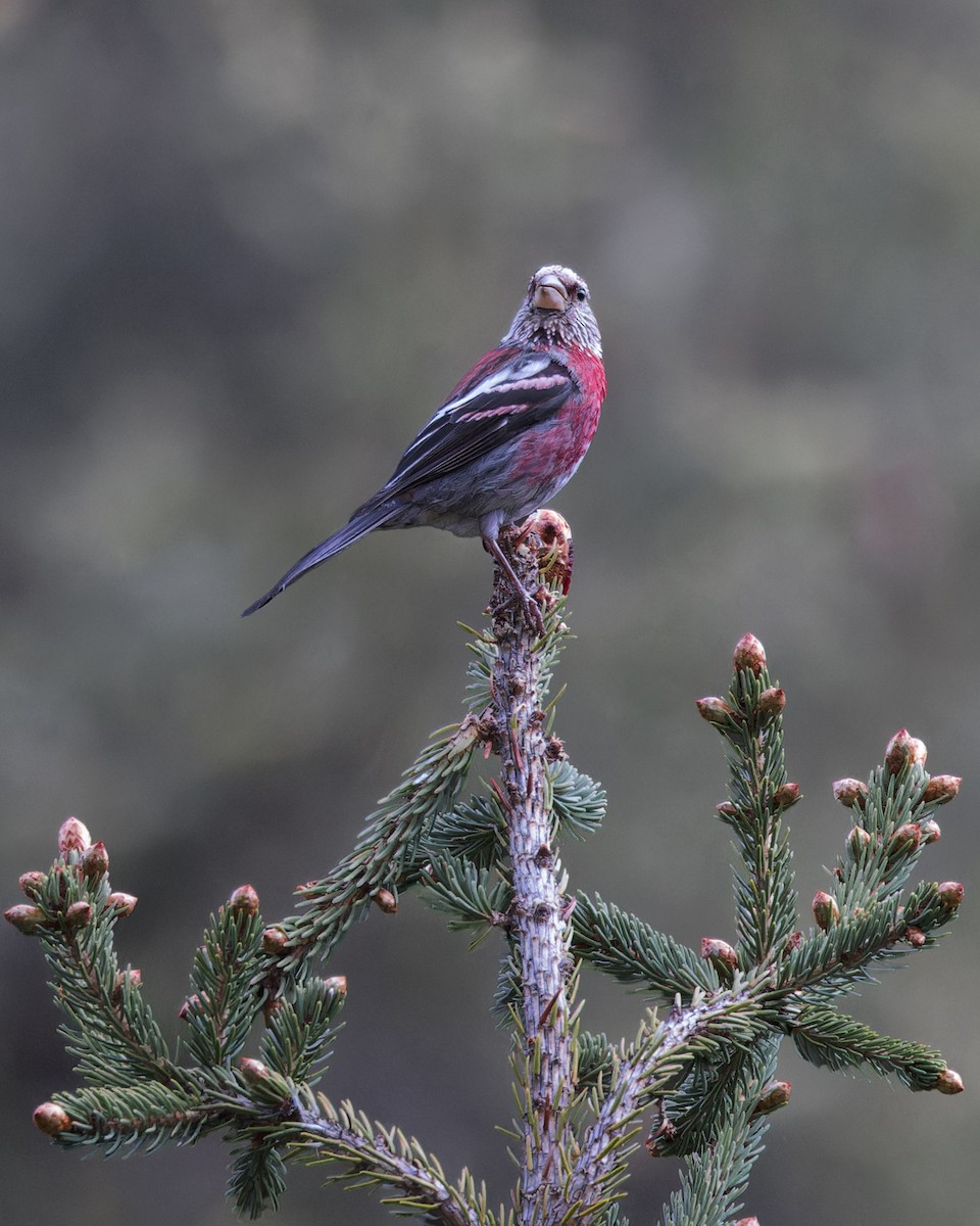 Three-banded Rosefinch - ML621804839