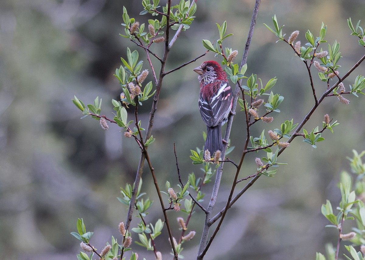 Three-banded Rosefinch - ML621804840