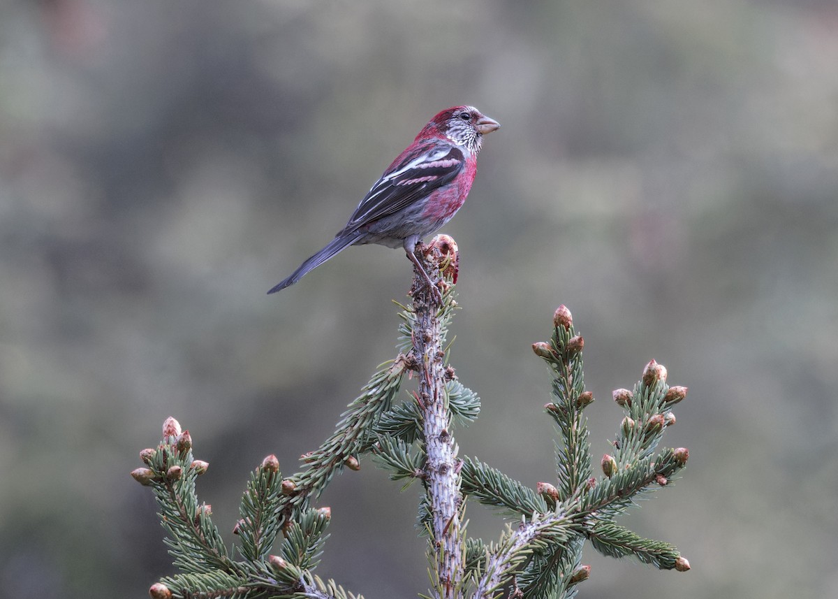 Three-banded Rosefinch - ML621804841