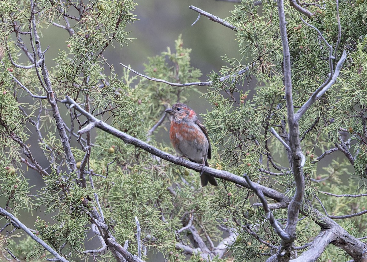 Three-banded Rosefinch - ML621804842