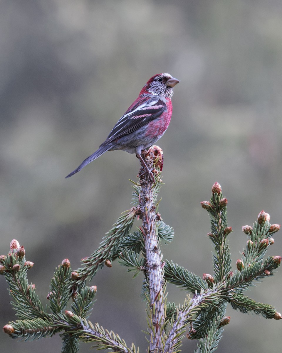 Three-banded Rosefinch - ML621804843