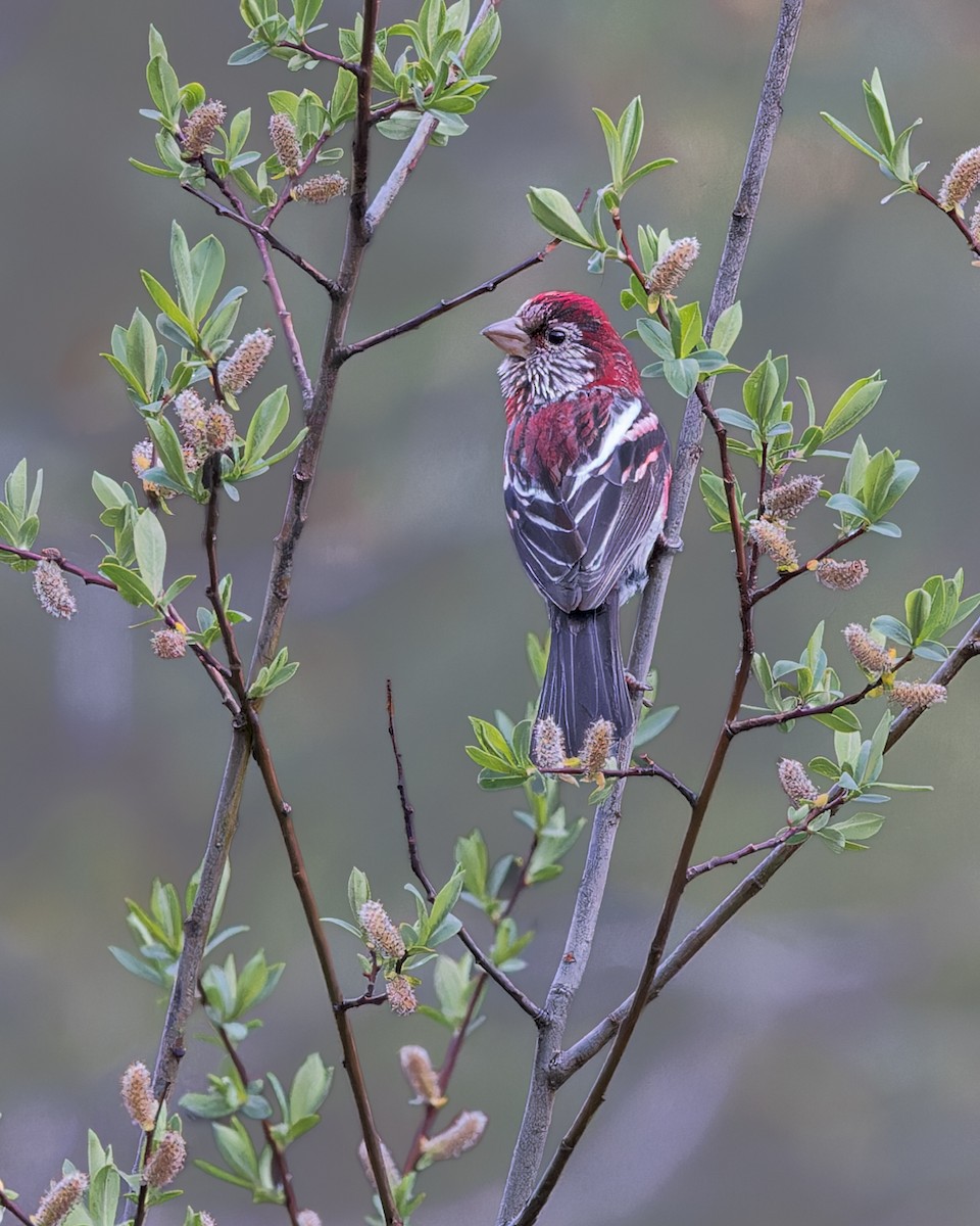 Three-banded Rosefinch - ML621804844