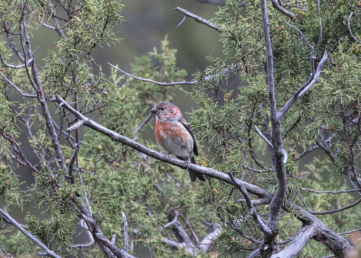 Three-banded Rosefinch - ML621804845