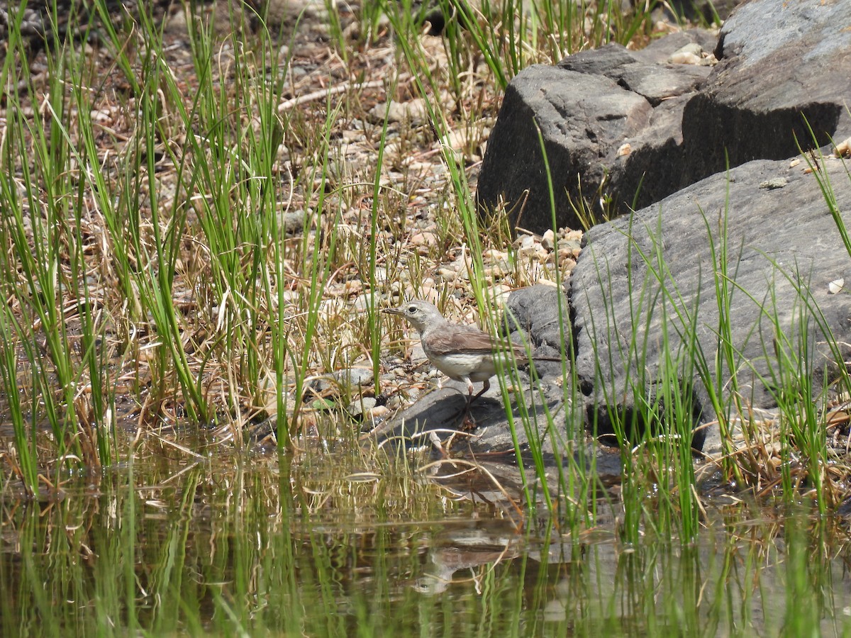 American Pipit - ML621804848