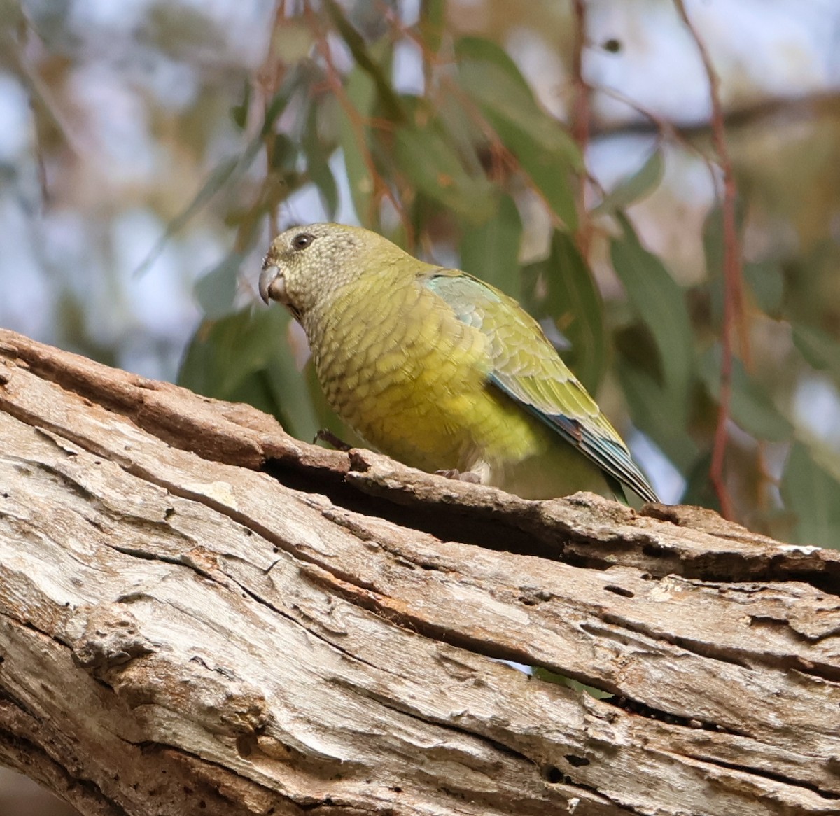 Red-rumped Parrot - ML621804856