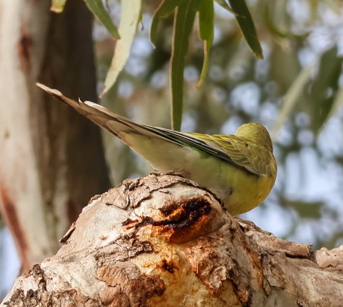 Red-rumped Parrot - ML621804857