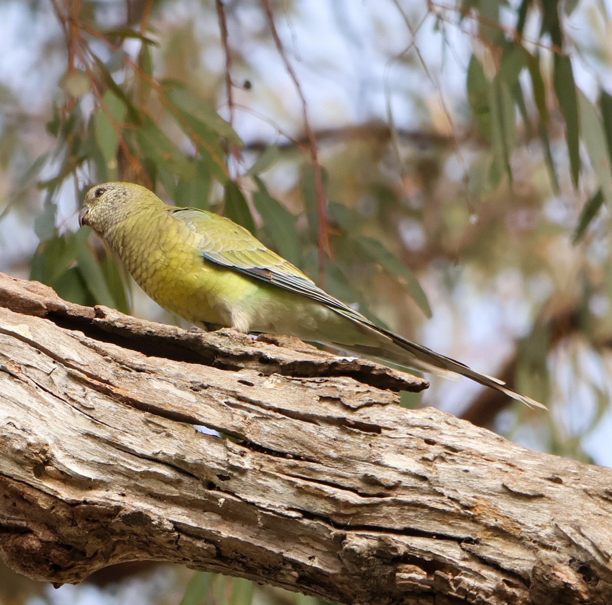 Red-rumped Parrot - ML621804858