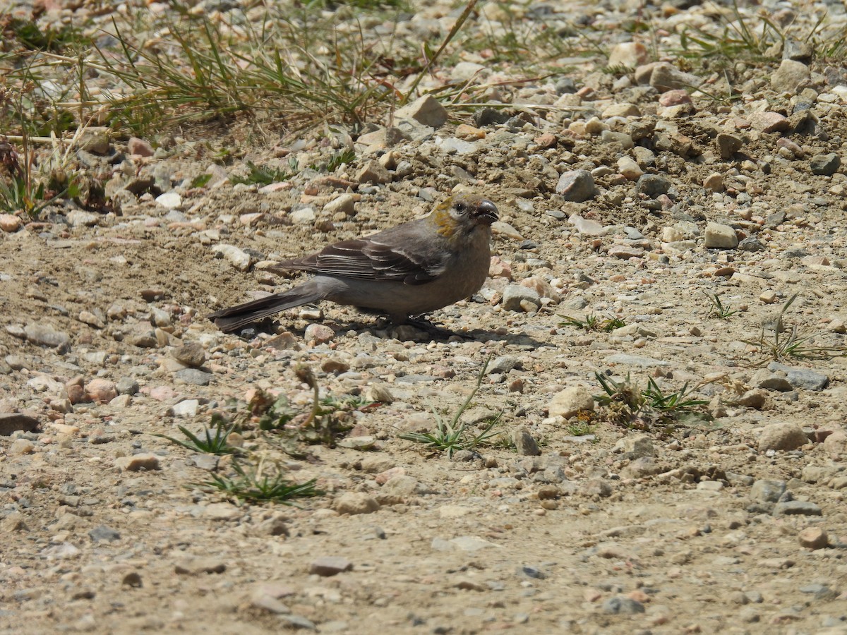 Pine Grosbeak - ML621804912