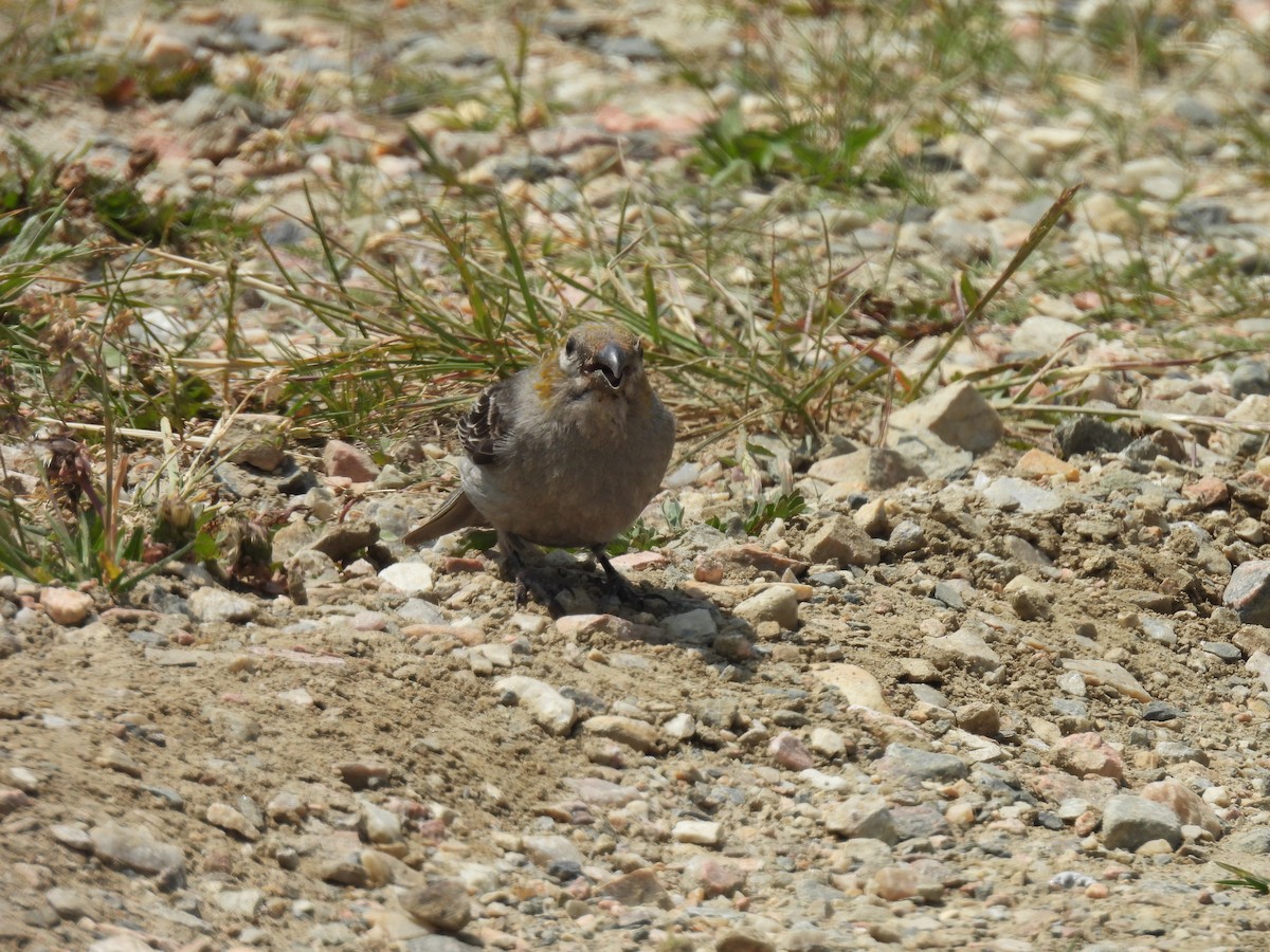 Pine Grosbeak - ML621804913