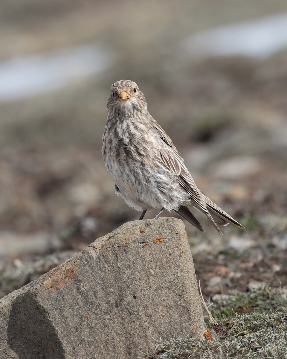 Tibetan Rosefinch - ML621804918