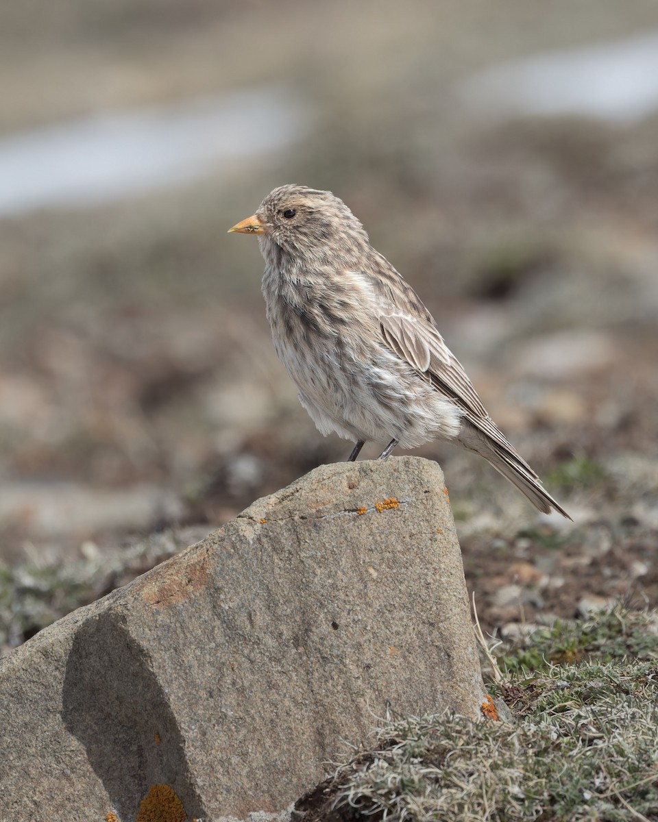 Tibetan Rosefinch - ML621804919