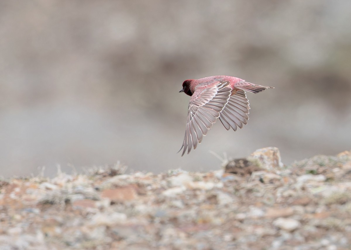 Tibetan Rosefinch - ML621804920