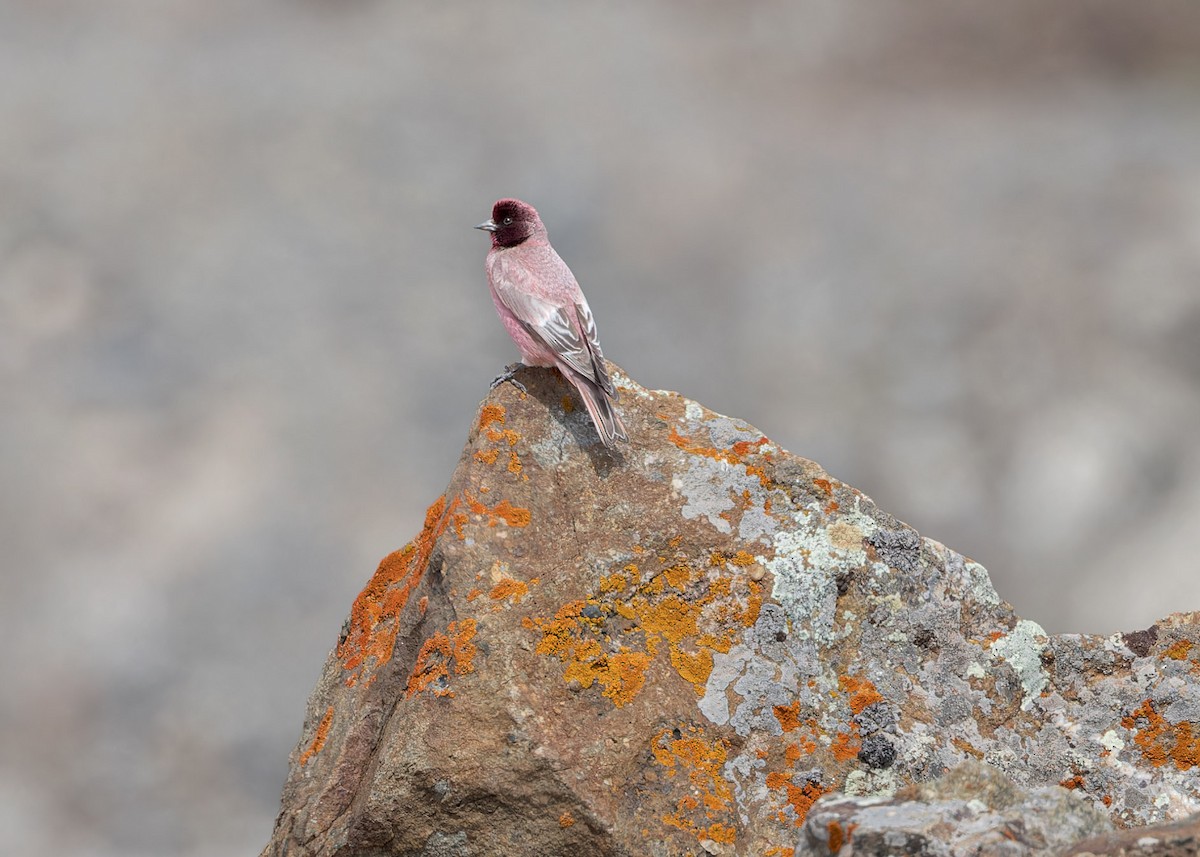 Tibetan Rosefinch - ML621804921